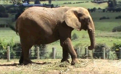 昆明动物园饲养员被大象踩死 事前相处非常好