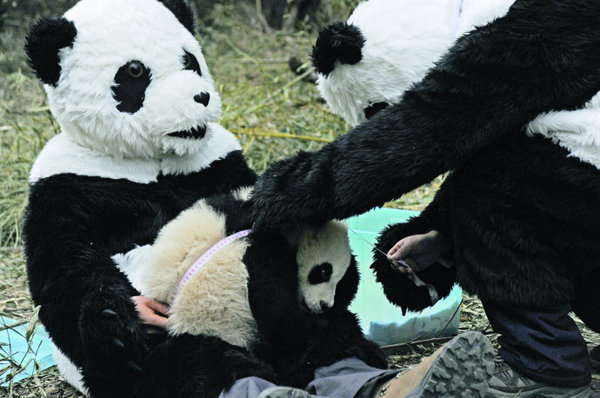 ���� �ؼ�ȥ��Ұ ȫ����ֻҰ������è�ع�֮·