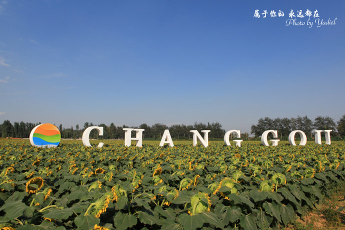 【玩在北京】向日葵之恋:实拍京城面积最大的