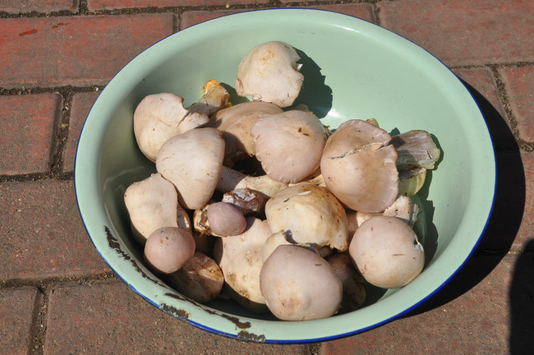 盆里的蘑菇叫"紫花脸儿"上图是白蘑菇,下图是牛肝菌这是我烧的杂菌