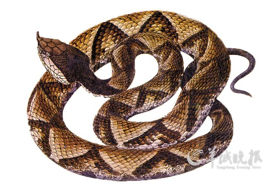  五步蛇 取毒的人