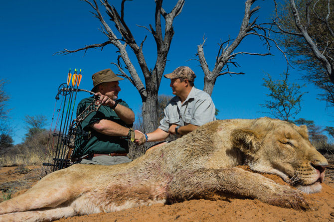 图中这头母狮是被猎人stevesibrel用弓箭杀死的,地点是在南非西北省的