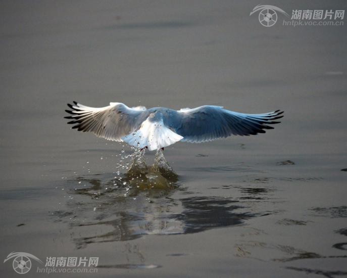 沙鸥翔集洞庭湖再现 岳阳楼记 图景 频道 凤凰网