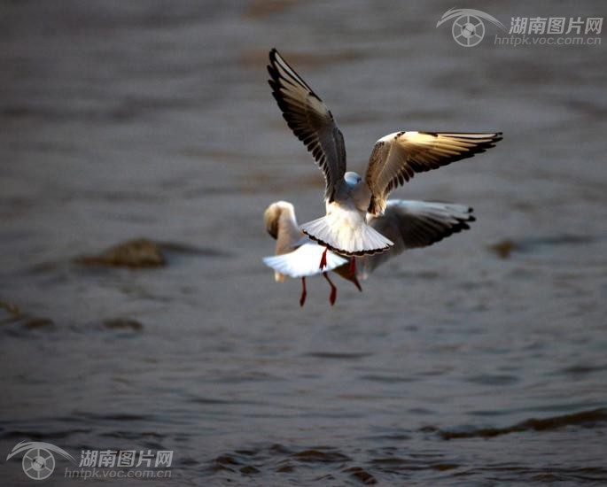 沙鸥翔集洞庭湖再现 岳阳楼记 图景 频道 凤凰网