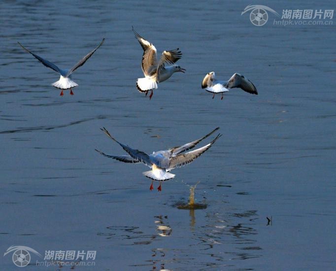 沙鸥翔集洞庭湖再现 岳阳楼记 图景 频道 凤凰网