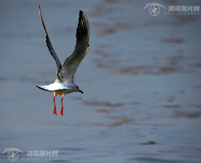 沙鸥翔集洞庭湖再现 岳阳楼记 图景 频道 凤凰网