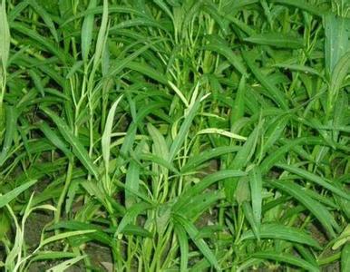 野通心菜——黎族民间喜爱食用的野菜_海南频道_凤凰网