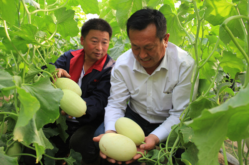 清丰县现代农业 甜在农民心
