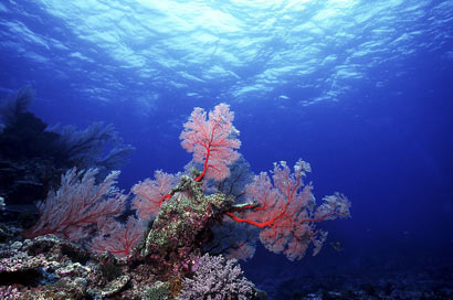 日本海女的坚守_佛友之家