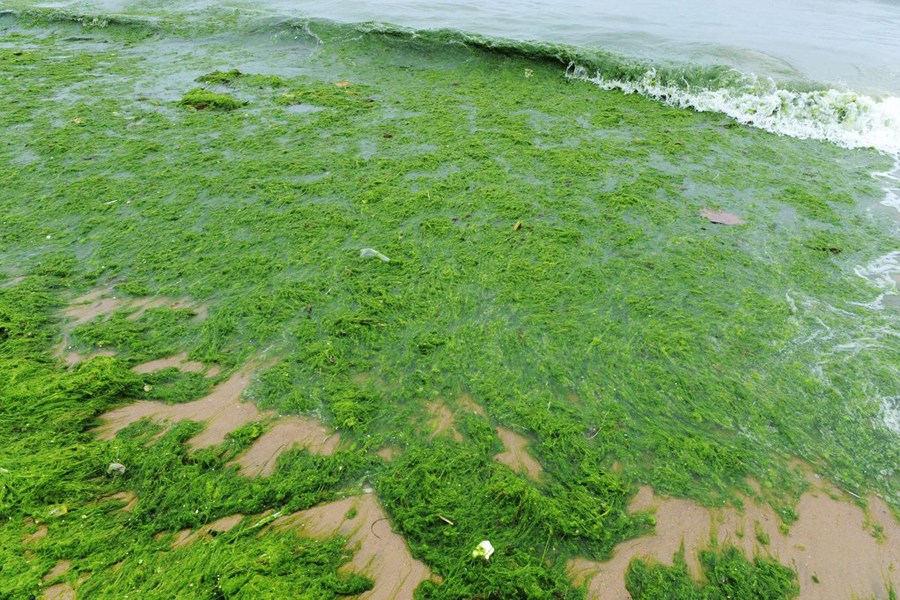 青岛浒苔登陆海岸沙滩