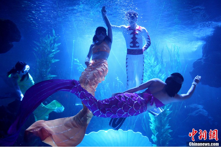 青岛海底世界美人鱼表演 演绎浪漫爱情(图)