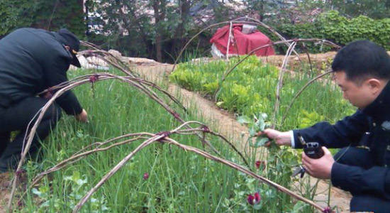 郑州一处小区公共绿地被种植罂粟花