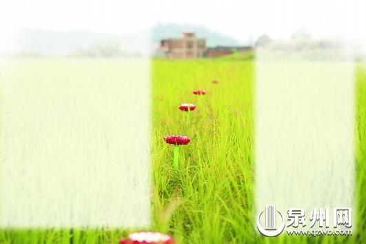 福建某村400亩水稻听感恩歌大悲咒后增产15%