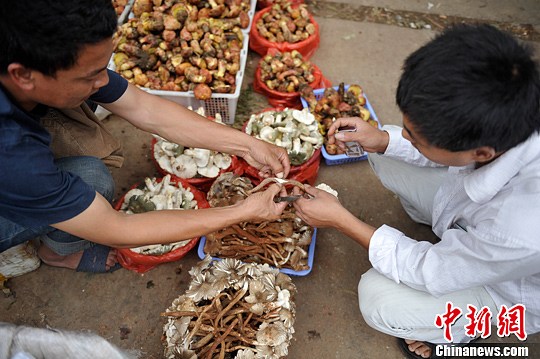 云南野生菌上市 市场热闹非凡