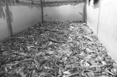 海口焚烧销毁10万斤农药残留超标毒鲶鱼