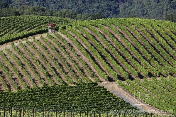 美国俄勒冈州葡萄采收开始 有望成近年最好年