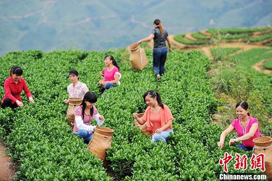 安溪采茶女高山秀"采茶"