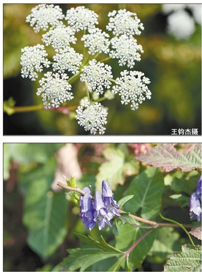 王钧杰说,菊科植物的特征就是头状花序,是由很多朵花组成的一个花序