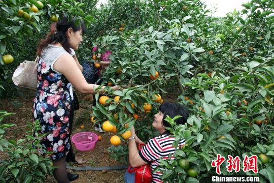 广西扶持家庭农场 700余家已获经营许可身份