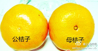 谢老师说,除柑桔外,民间称脐橙分公母的说法也没有科学依据.