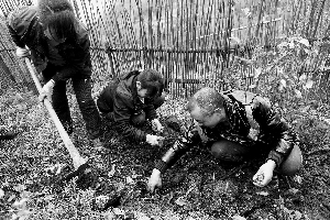 　　11月23日，贵州省毕节市大方县星宿乡云峰村，农民收获天麻。本版图片 身体周刊记者 张新燕