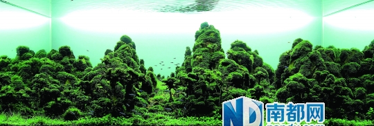 水草造景师 鱼缸美不美 全靠他当家|金鞭溪|瀑布