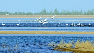 甘肃武威民勤县红崖山水库栖息飞翔的白天鹅\/图