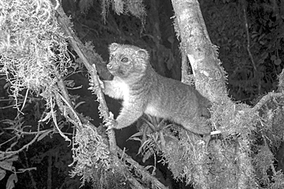 年度图片 透明大脑|通古斯|科学家