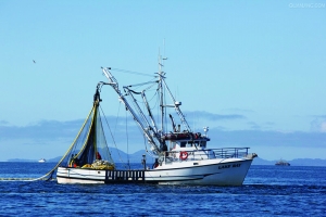 皇家领海全球海鲜源头采购受关注