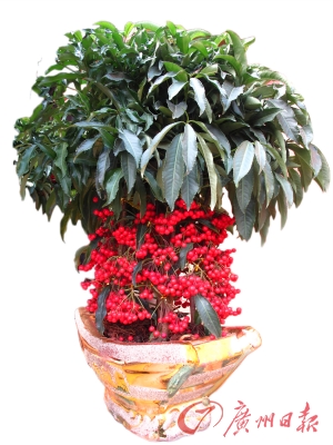 年花闹春 鸿运当头|拼团|花期