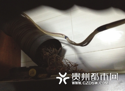 油烟管道里鸟儿筑起巢|油烟机|抽油烟机