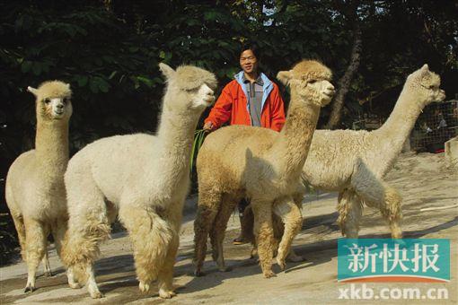 新快报讯 记者李丽 通讯员李木生报道 记者昨日从深圳野生动物园获悉,为了丰富该园羊驼的观赏性,近日动物园新引进了4只温驯可爱的小羊驼 (网民戏称草泥马)。目前,这4只羊驼正在适应期,待其适应期后即与游客见面。 据悉,动物园原有15只大羊驼,这次新引入的4只小羊驼,两雄两雌,都为3岁多,已成年。它们的体形比动物园原有羊驼的体形要小一些,样子更可爱。 动物园这次引进羊驼新品种,更丰富了羊驼的观赏性,它们未来有望在深圳繁殖后代。