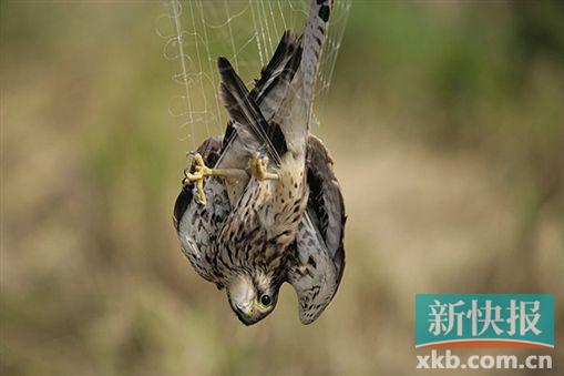 乌兰图雅广场舞曲谱