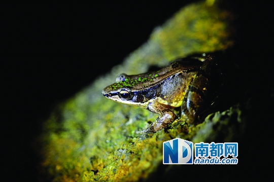 在罗浮山酥醪茶山观发现的竹叶臭蛙。 2013年罗浮山动植物科学考察报告谱系两爬篇 从去年5月开始,罗浮山动植物资源考察组先后7次针对罗浮山自然保护区的爬行动物进行调查,以期了解珍稀濒危国家保护野生两栖爬行动物在罗浮山的分布与生存状况,为保护与发展两栖爬行动物资源以及保护区的建设与管理提供科学依据。 本次调查物种包括爬行动物和两栖动物。经最后确认,调查共发现两栖动物15种,爬行动物31种。此外,调查还发现罗浮山新记录的两栖类6种,爬行类新记录14种,为丰富自然保护区物种打下良好基础。 经历7个多月考察后,