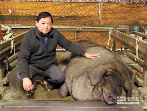 图片来源《中国时报》原标题"神猪王"重约1876斤 夏天吹电扇冬天烤