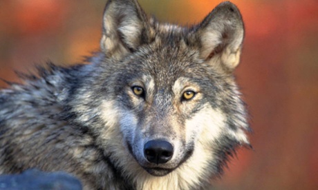 美国政府计划将灰狼从濒危物种名单删除 遭质疑