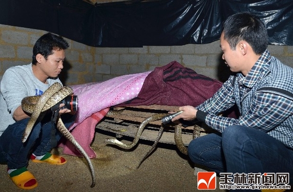 几位养蛇的同行正在请教李羽峰如何治疗蛇病,去蛇毒等问题.