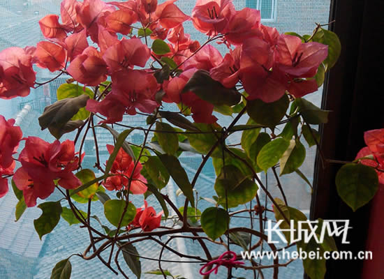 晒晒送给父母的春节礼物图片征集活动结束|网