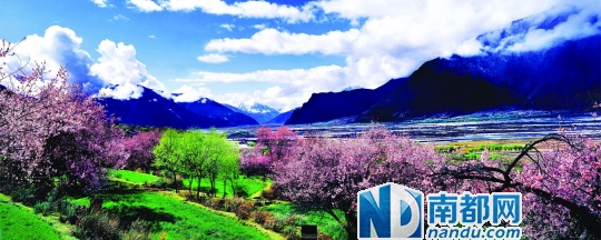 西藏林芝桃花节3月底开幕|八一镇|林芝