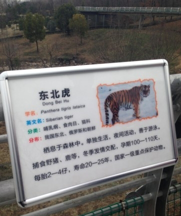 东北虎被游客砸伤现场曝光 <em>少年</em>砸虎初衷荒唐