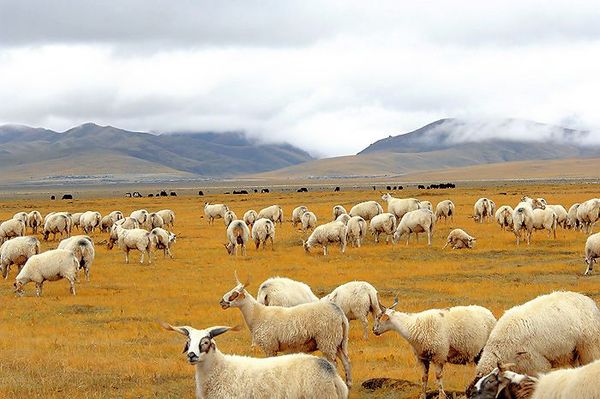 2014年四川藏区十大精品旅游线路出炉 走起!(