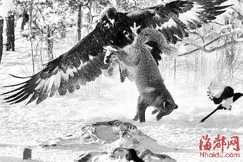 巅峰对决 金雕高空俯冲擒获西伯利亚狼