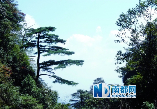 世界上最美丽的树林 3dc23748-6c46-4995-8d2a-0c7a2f428d10.jpg