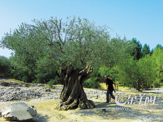 普罗旺斯蔚蓝海岸 橄榄树下梦回古罗马|旅行社