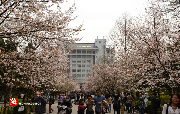 南林大400多株樱花全面盛开(组图)|樱花|赏花_