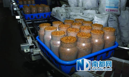 三水生产基地金针菇的培养基由玉米棒,米糠等组成.