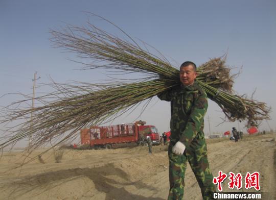 新疆兵团农场三百万株树染绿昆仑山下荒原|开