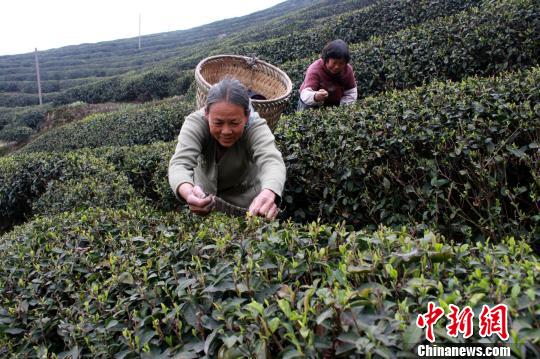 重庆江津早春三月采茶忙 茶叶年产量近千吨(图