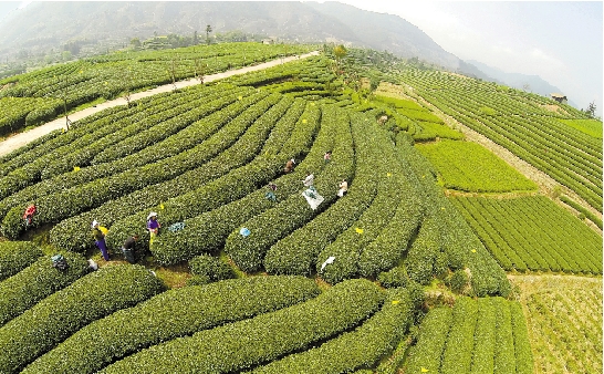 浙南茶叶市场布局电子商务 松阳茶网上卖天下