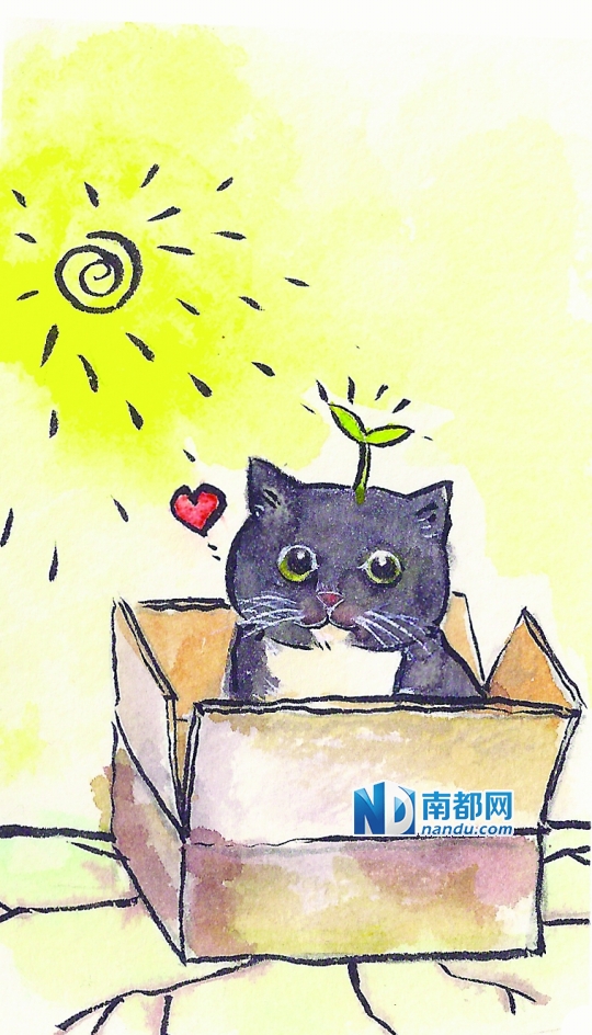 纸盒不及时丢掉会长猫|收割|猫咪